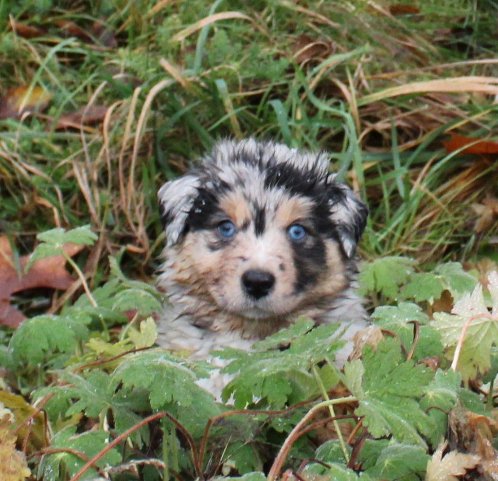 Des Chemins de Saint François - Berger Australien - Portée née le 15/10/2023