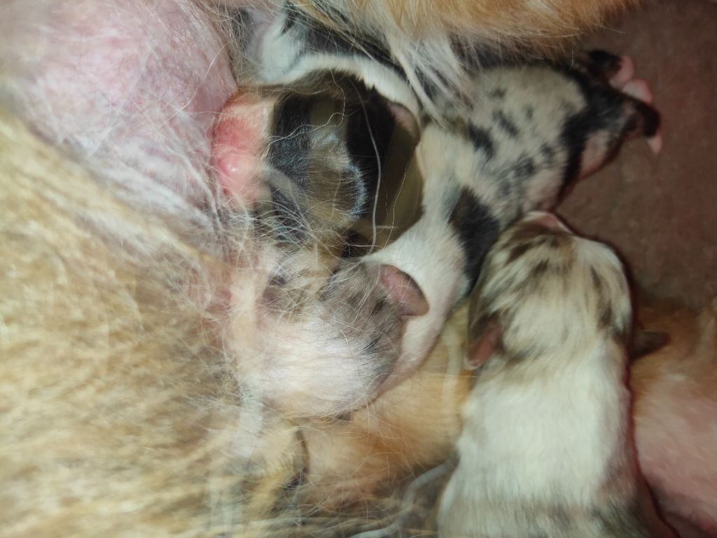 Des Chemins de Saint François - Berger Australien - Portée née le 08/02/2021