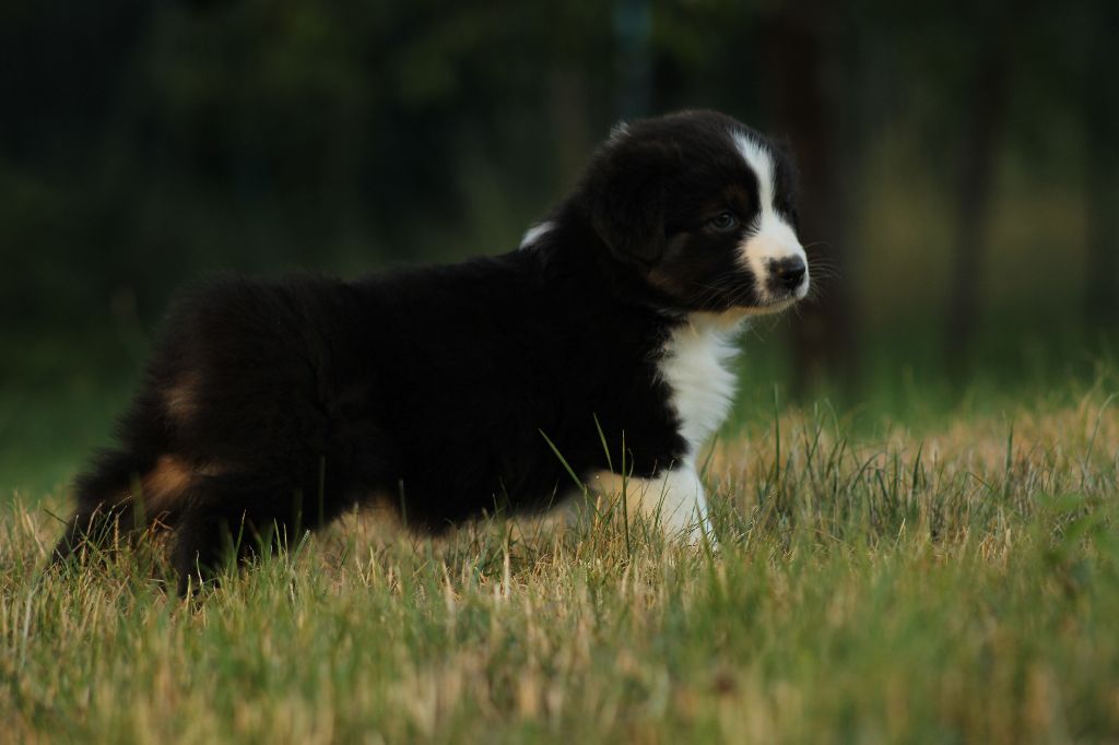 Des Chemins de Saint François - Chiots disponibles - Berger Australien