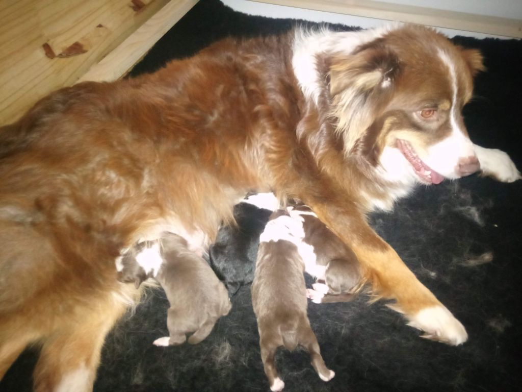 Des Chemins de Saint François - Berger Australien - Portée née le 22/03/2019