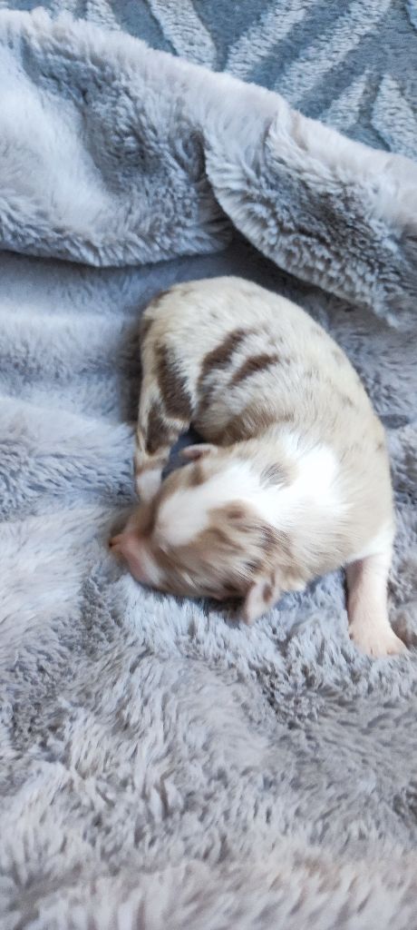 Des Chemins de Saint François - Chiots disponibles - Berger Australien