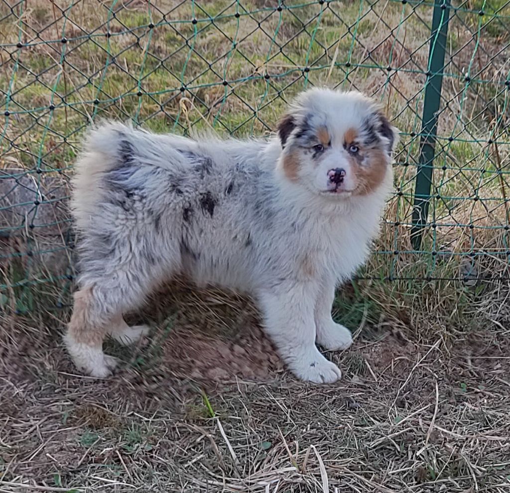 Des Chemins de Saint François - Berger Australien - Portée née le 16/01/2022