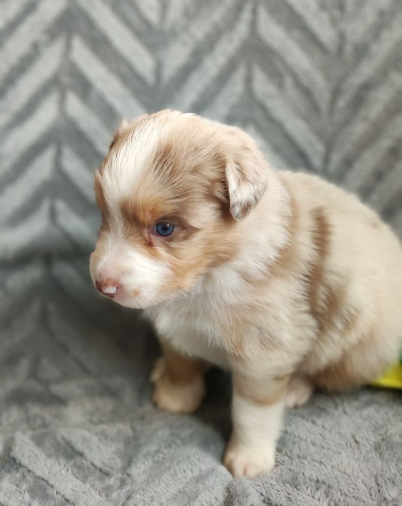 Des Chemins de Saint François - Chiots disponibles - Berger Australien