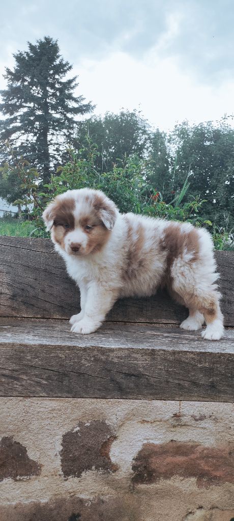 Des Chemins de Saint François - Chiots disponibles - Berger Australien