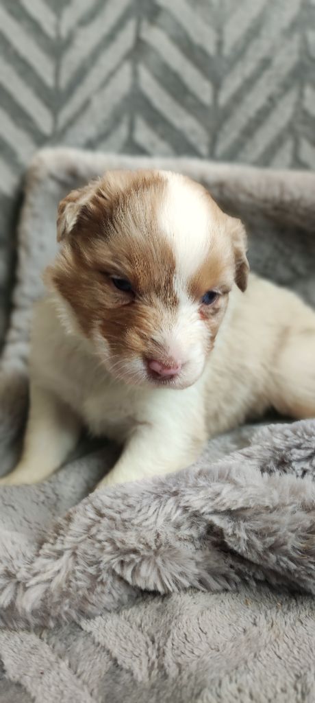 Des Chemins de Saint François - Chiots disponibles - Berger Australien