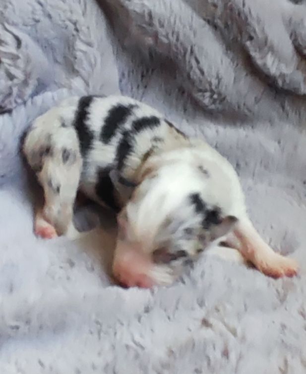 Des Chemins de Saint François - Chiots disponibles - Berger Australien
